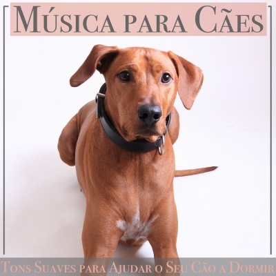 Música para Cães: Tons Suaves para Ajudar o Seu Cão a Dormir