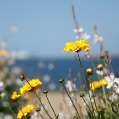 面朝大海 春暖花开