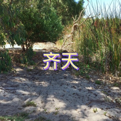 天兰 - 不找了