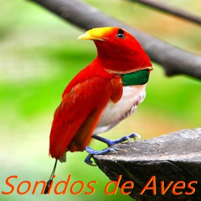 Sonidos de Aves