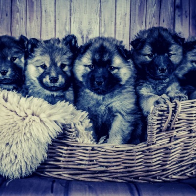 Dog Calming Music - Playful