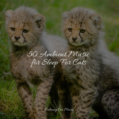 Music For Cats - Ambience