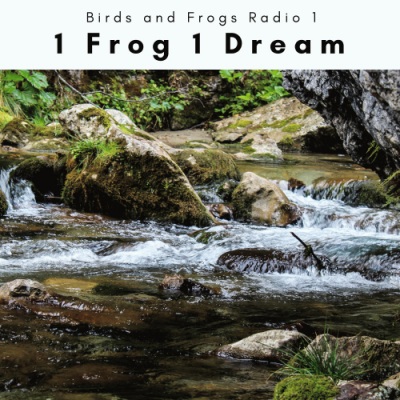 1 Frog 1 Dream