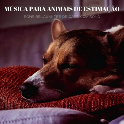 Música Para Animais De Estimação: Sons Relaxantes De Cães Com Sono