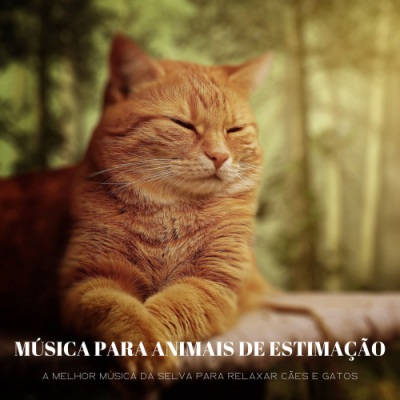 Música Para Animais De Estimação: A Melhor Música Da Selva Para Relaxar Cães E Gatos