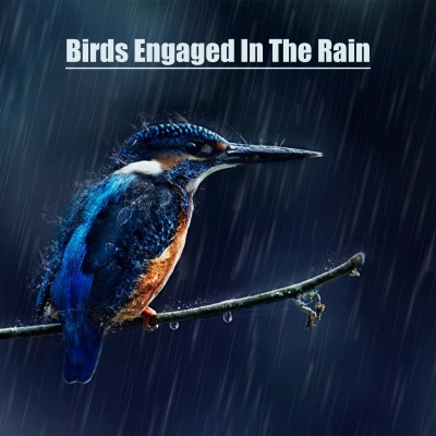 Birds Engaged In The Rain