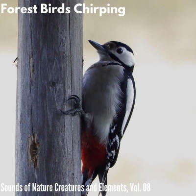 Forest Birds Chirping - Sounds of Nature Creatures and Elements, Vol. 08