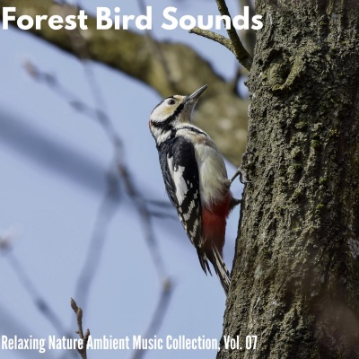 Forest Bird Sounds - Relaxing Nature Ambient Music Collection, Vol. 07