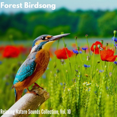 Forest Birdsong - Relaxing Nature Sounds Collection, Vol. 10