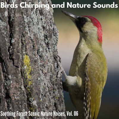 Birds Chirping and Nature Sounds - Soothing Forest Scenic Nature Noises, Vol. 06