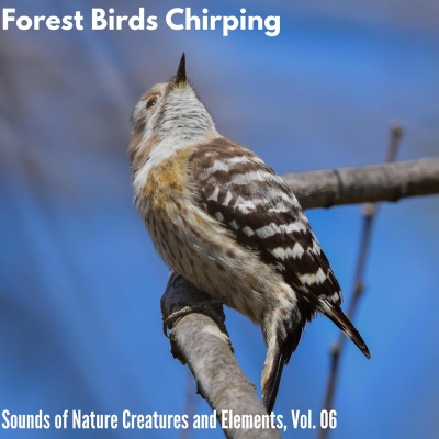 Forest Birds Chirping - Sounds of Nature Creatures and Elements, Vol. 06