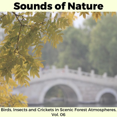 Sounds of Nature - Birds, Insects and Crickets in Scenic Forest Atmospheres, Vol. 06