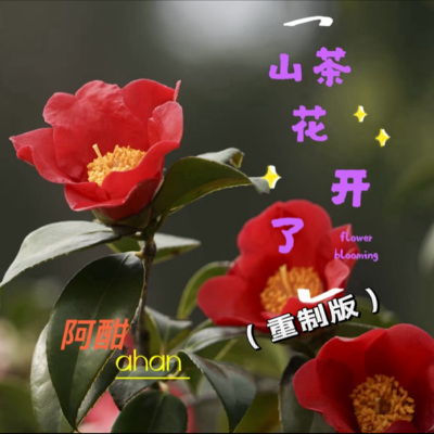 山茶花开了(重制版)