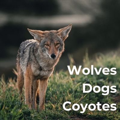 Wolves, Dogs, Coyotes