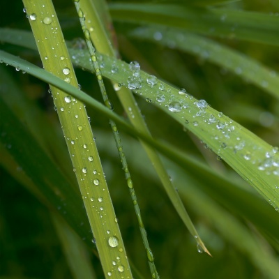 群居动物