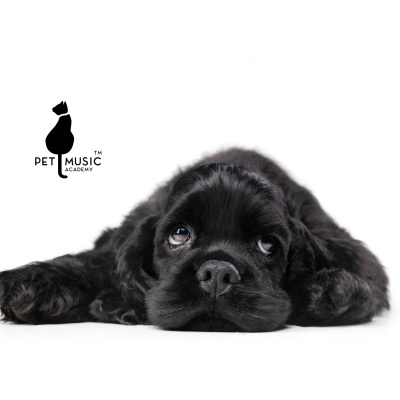 Pet Music Academy - Unconditional Love