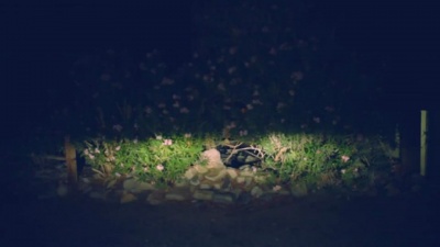 David Lynch - I'm Waiting HereFeat. Lykke Li