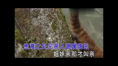 于洋洋 - 十三不亲