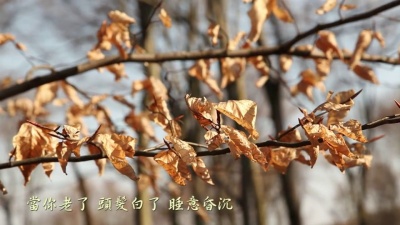 莫文蔚 - 当你老了