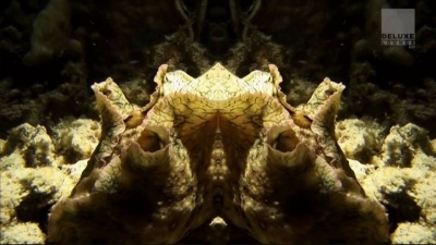 Various Artists - Underwater Life: Club Des Belugas & Jojo Effect & Tape Five