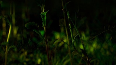 BT - Our Dark Garden