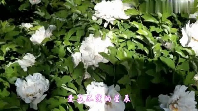 古道 - 龙飘飘演唱经典老歌《昨夜星辰》太美太陶醉
