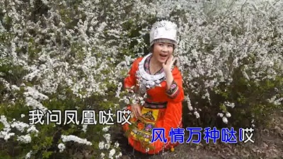 伊人家乡 - 问凤凰