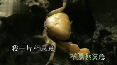 韩宝仪 - 为了你