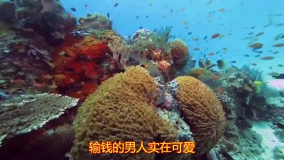 爱豆圈 - 三十三块