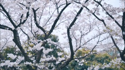 蔡国庆、伊丽媛 - 心在一起