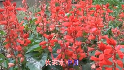 冷凡 - 酒醉的蝴蝶