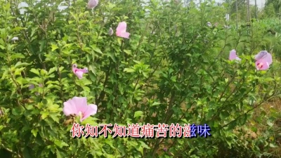 孙露 - 思念谁