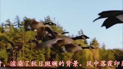 中秋月 - 雁南渡