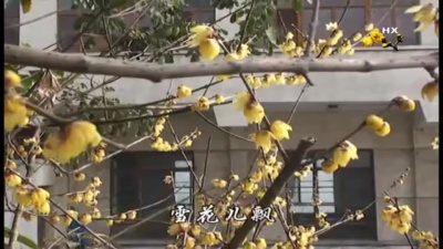 爱豆圈 - 梅花梦