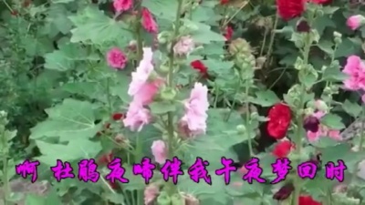 决战紫禁城 - 林玉英 经典老歌《午夜梦回时》90年代歌曲，满满的情意