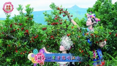 胡猫阿霍 - 《杨梅甜》又红又甜看着要流口水了！