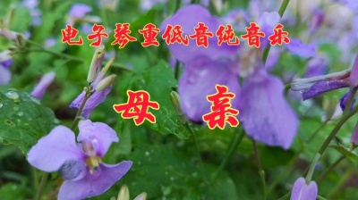 红枫 - 望子成龙花不败吃糠咽菜泪横腮。音容宛在传千载无字天书寄祖台