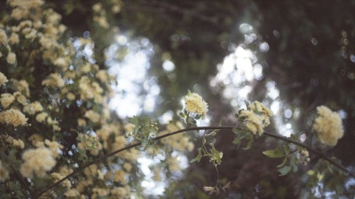小瀬村晶 - Fallen Flowers
