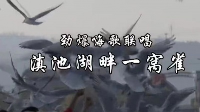 启春 - 谢兴科云南方言嗨歌《滇池湖畔一窝雀》
