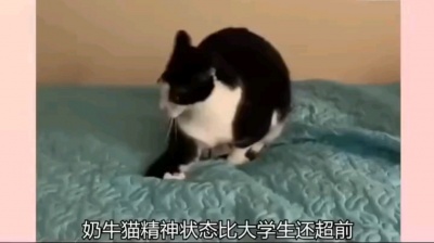 凉港-暂时回来-取吱 - 奶牛猫精神状态比大学生超前，把狗兄看懵了，当初怎么当上警长的