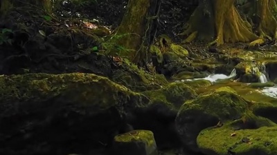 五音本草 - 世界顶级纯音乐《寂静之声》能够净化人心灵的音乐