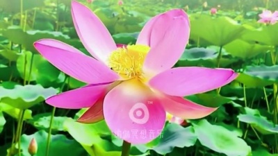 卡法牧羊人 - 一曲禅音《一花一世界》完整版，建议收藏聆听禅乐清音菩提#心境 #禅修养心 #禅音 #洗涤心灵