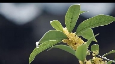 余音动听 - 一曲《水墨兰亭》江南烟雨景、婉转动听、飘逸脱谷，令人心旷神怡