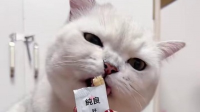 爱追星的小助理 - 大家觉得它到底是聪明还是傻？评论区告诉我吧！
