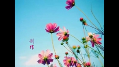 阿木乃 - 格桑花开
