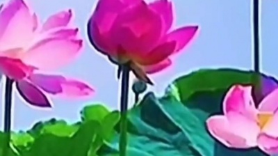 静静看雨 - 王不火《菩萨座下莲花开》
