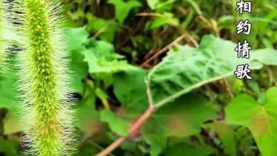 刘小见 - 还记得这首《小草》董文华，怀旧金曲，好听极了！