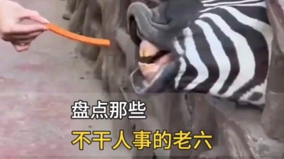 伪装败给了场寂寞 - 盘点那些不干人事的老六行为，动物都“整无语”了