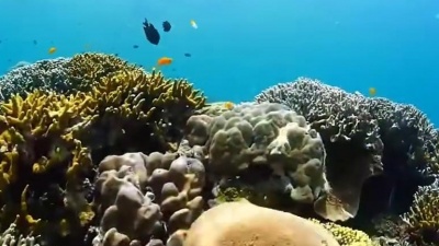 纤夫诺诺3901 - 歌唱家陈思思演唱《珊瑚颂》，人美歌甜，太醉人了！