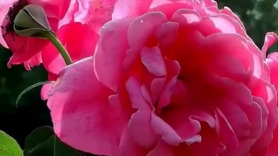 聆听金曲 - 林玉英一首经典情歌《昨夜梦醒时》句句伤感，令人心碎